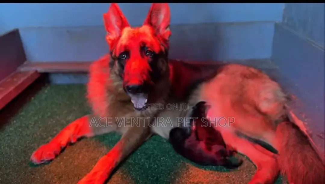 1-3 months Male Purebred German Shepherd