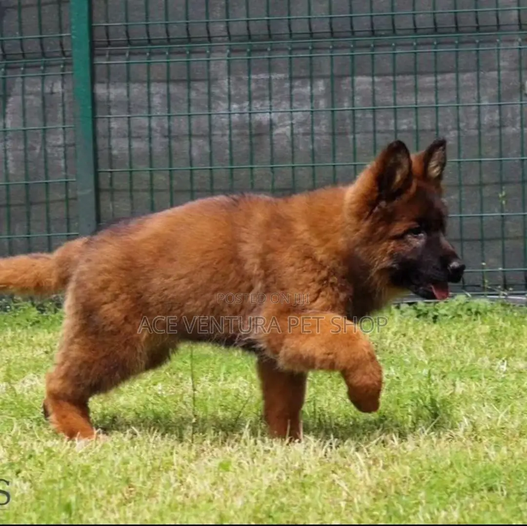 1-3 months Male Purebred Belgian Malinois