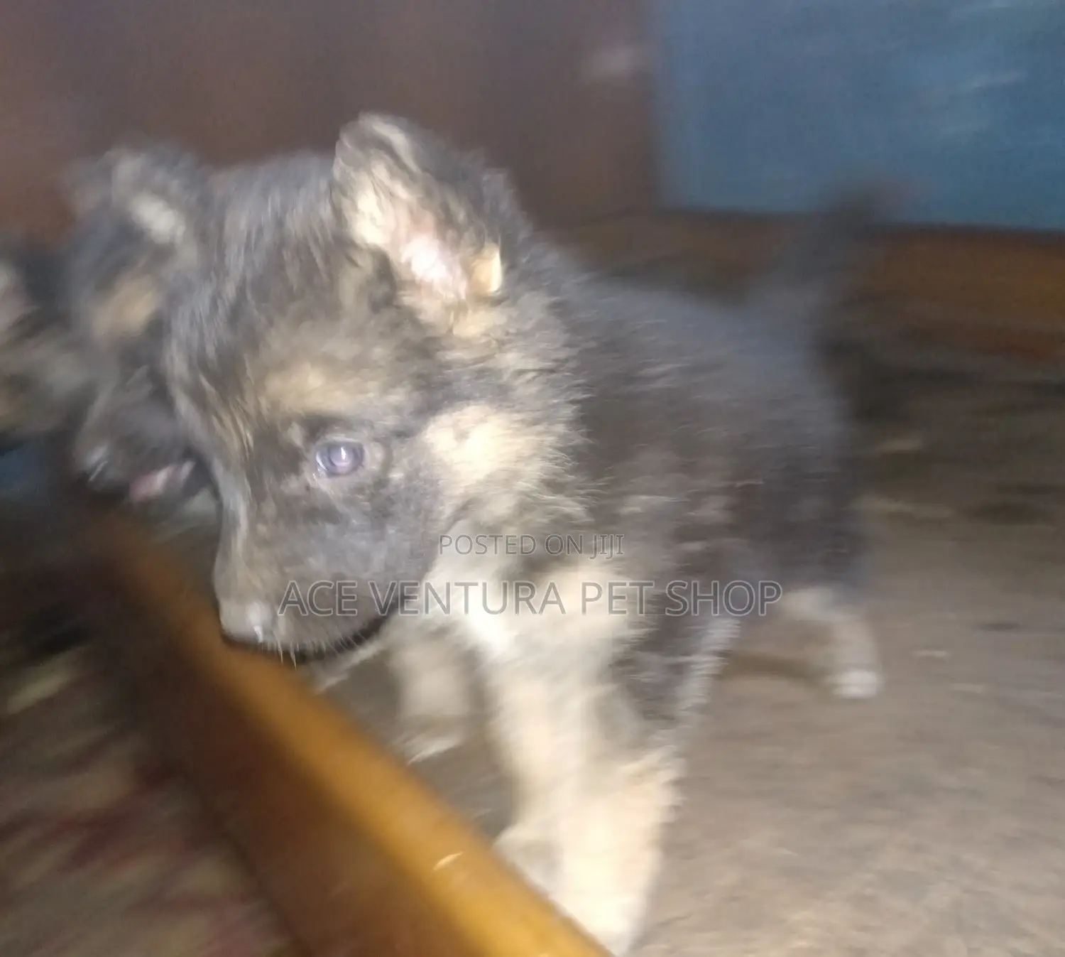 1-3 months Male Purebred German Shepherd