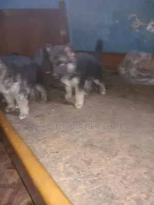 Photo - 1-3 months Male Purebred German Shepherd