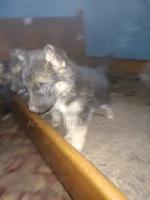 1-3 months Male Purebred German Shepherd