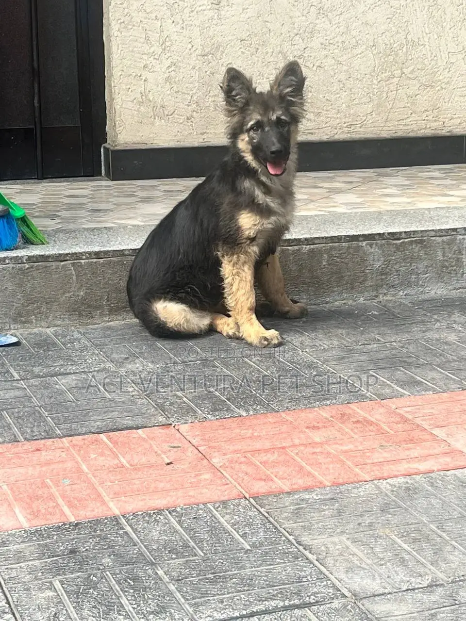 1-3 months Male Purebred German Shepherd