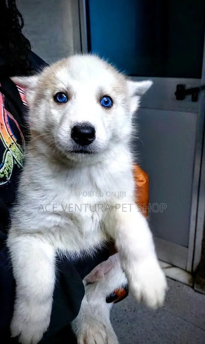 1-3 months Male Purebred Siberian Husky