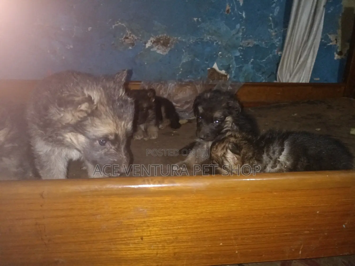 1-3 months Male Purebred German Shepherd