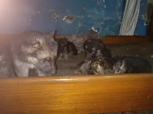 1-3 months Male Purebred German Shepherd