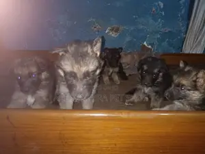 Photo - 1-3 months Male Purebred German Shepherd