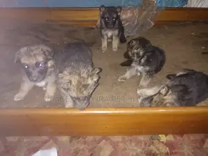1-3 months Male Purebred German Shepherd