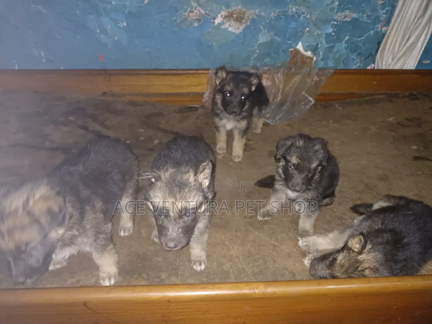 1-3 months Male Purebred German Shepherd