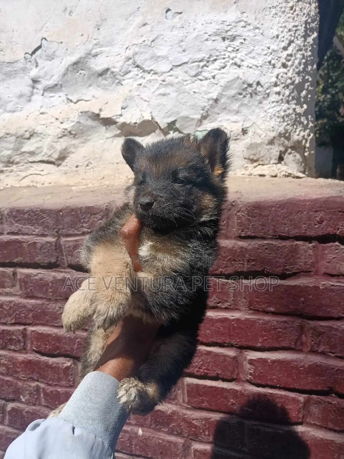 1-3 months Male Purebred German Shepherd