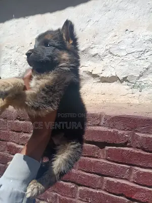 1-3 months Male Purebred German Shepherd