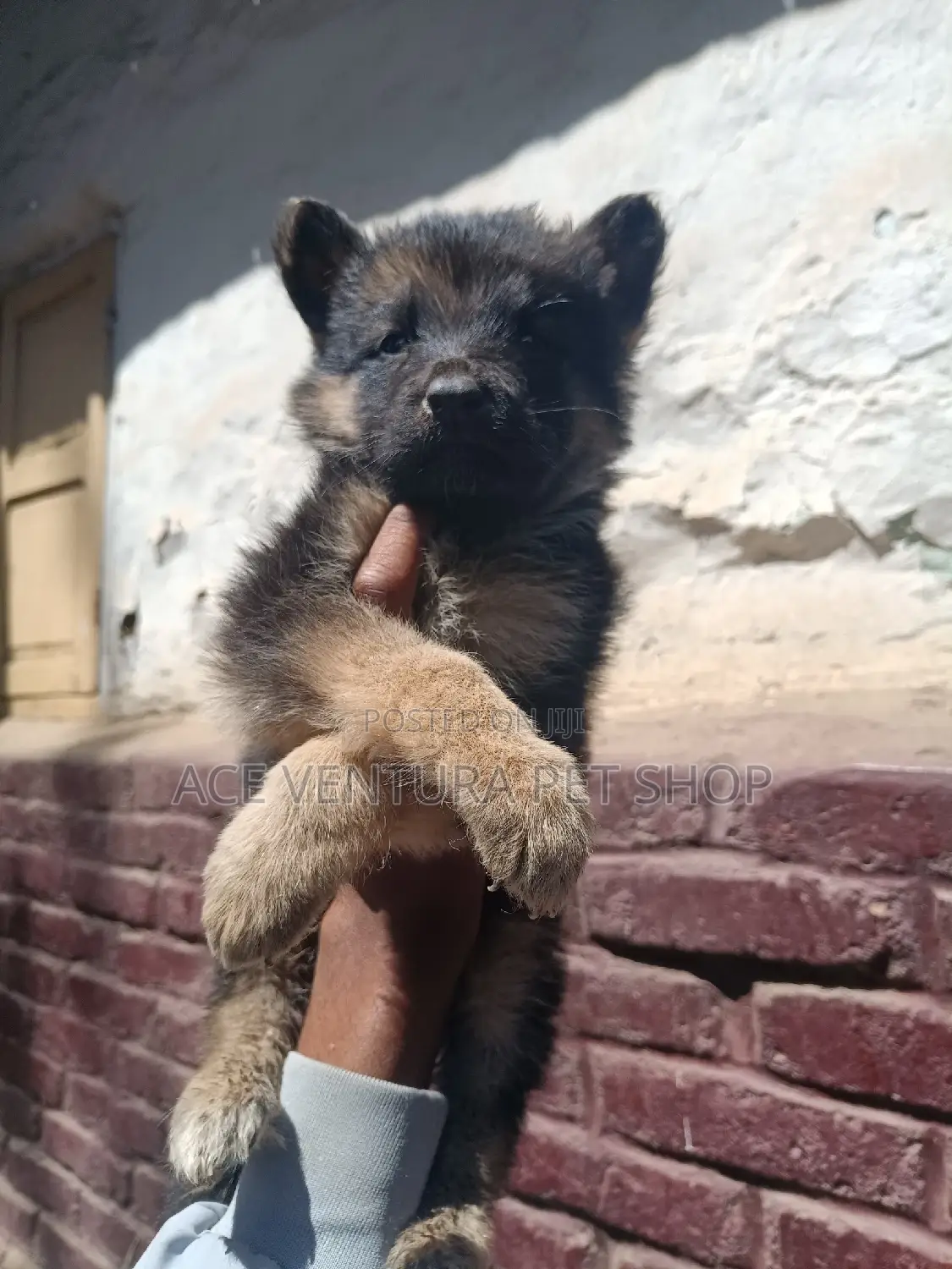 1-3 months Male Purebred German Shepherd