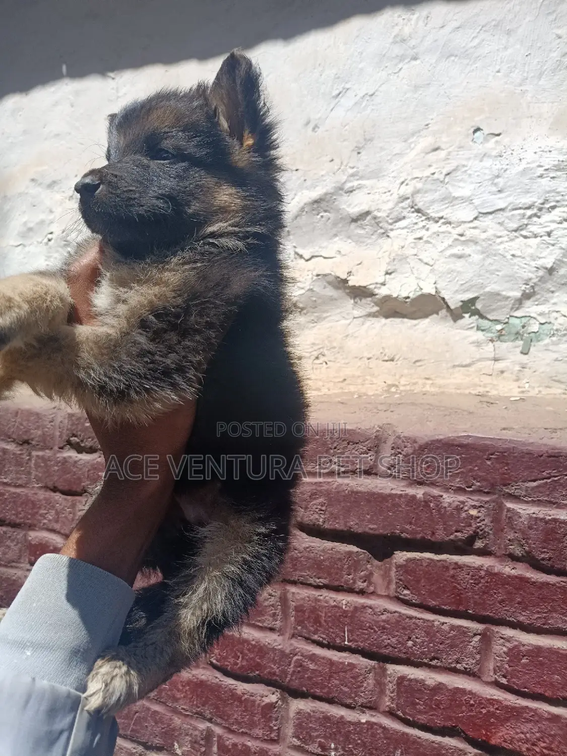1-3 months Male Purebred German Shepherd