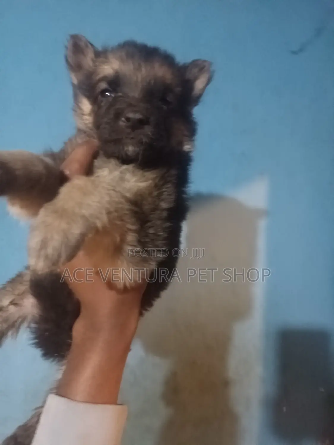 1-3 months Male Purebred German Shepherd