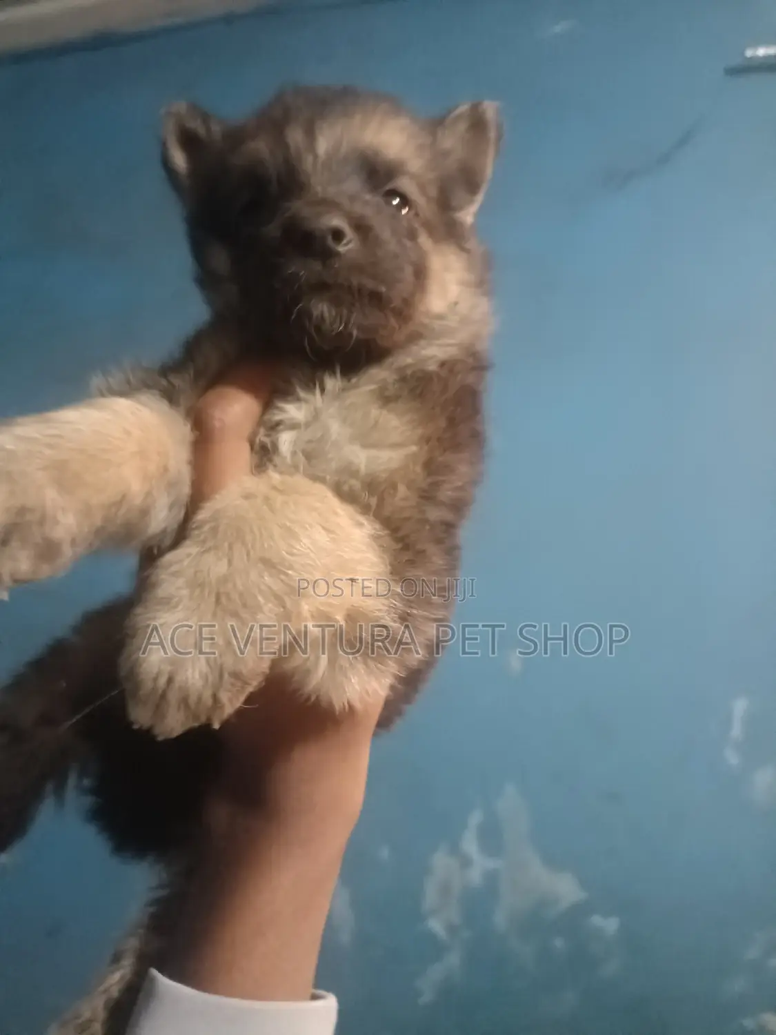 1-3 months Male Purebred German Shepherd