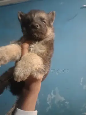 1-3 months Male Purebred German Shepherd