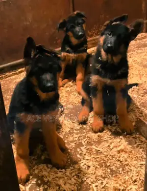 Photo - 1-3 months Male Purebred German Shepherd