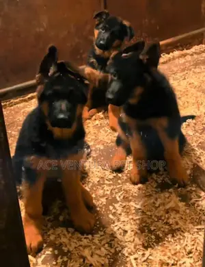1-3 months Male Purebred German Shepherd