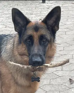 Photo - 1-3 months Male Purebred German Shepherd