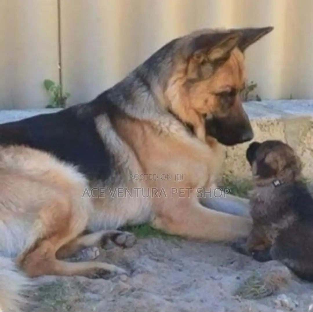 1-3 months Male Purebred German Shepherd