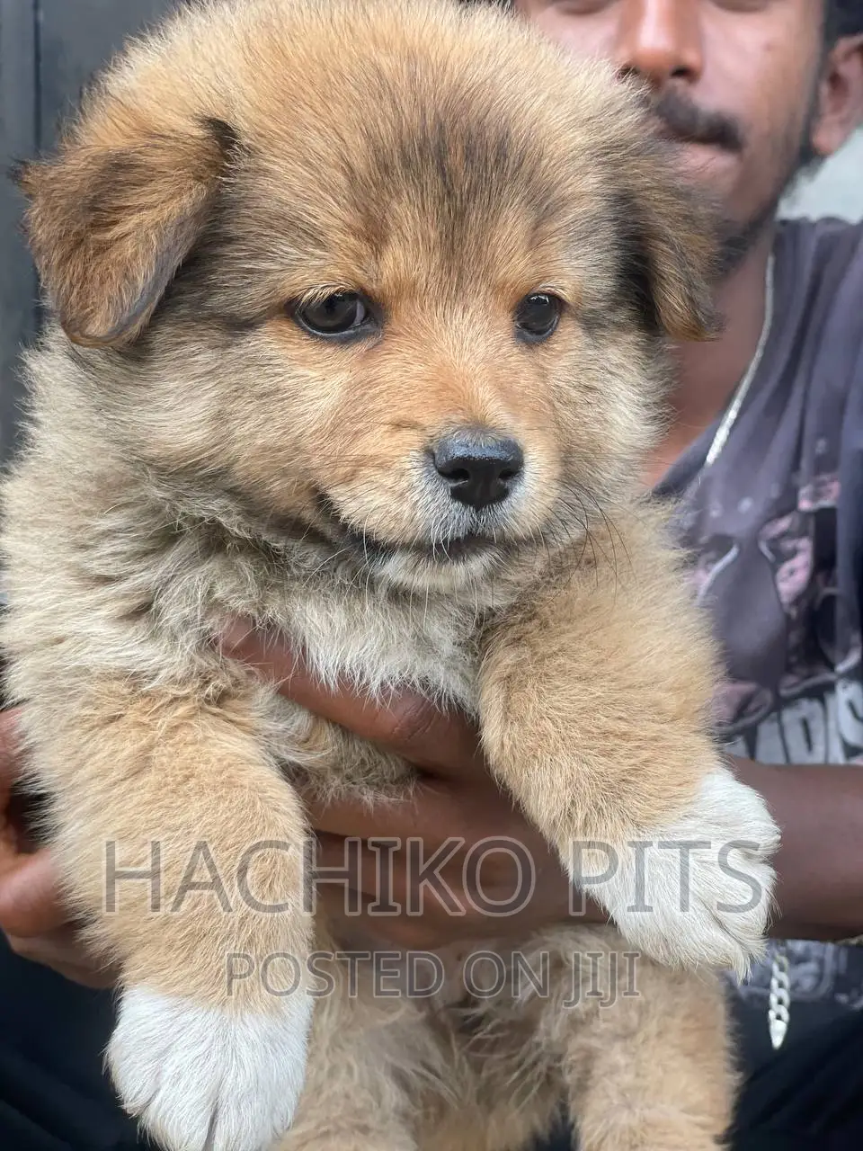 1-3 months Male Mixed Breed Maltese