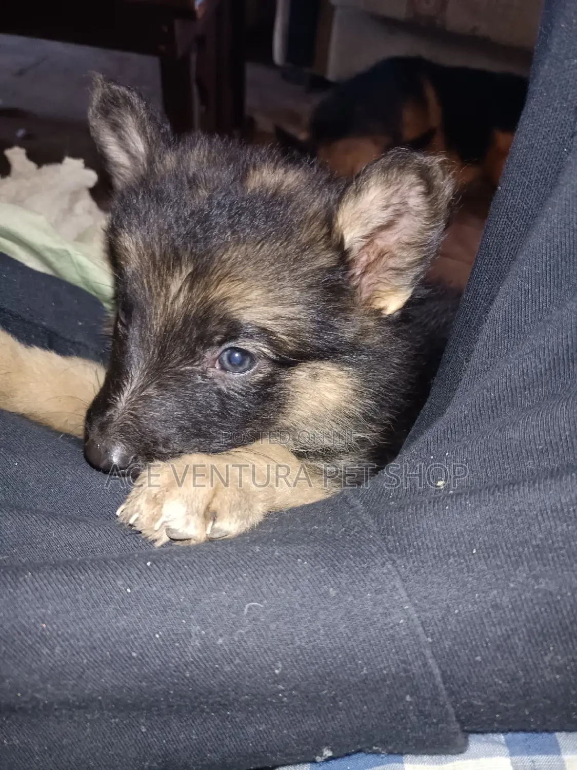 1-3 months Male Purebred Maltese