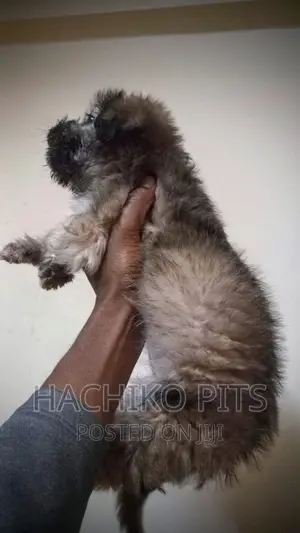 Photo - 1-3 months Female Purebred Maltese