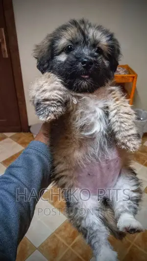 1-3 months Female Purebred Maltese