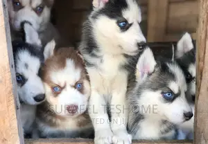 1-3 months Male Purebred Siberian Husky
