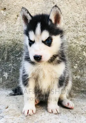 1-3 months Male Purebred Siberian Husky