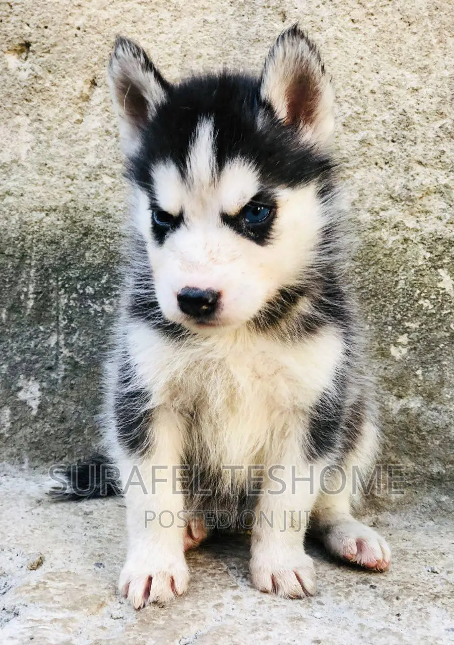 1-3 months Male Purebred Siberian Husky