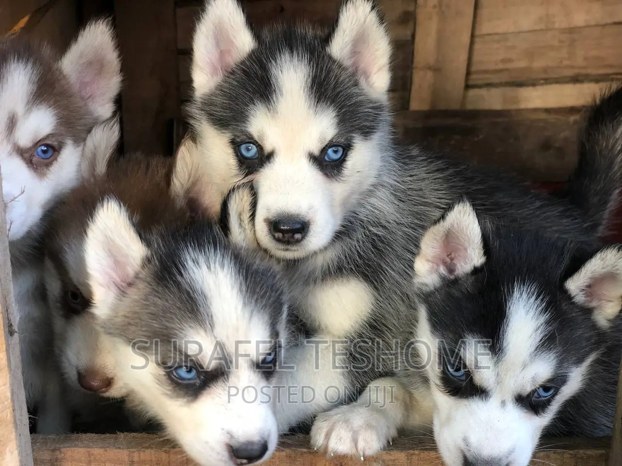 1-3 months Male Purebred Siberian Husky