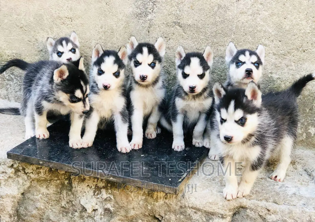 1-3 months Male Purebred Siberian Husky