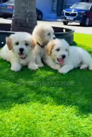 Photo - 1-3 months Male Purebred Maltese