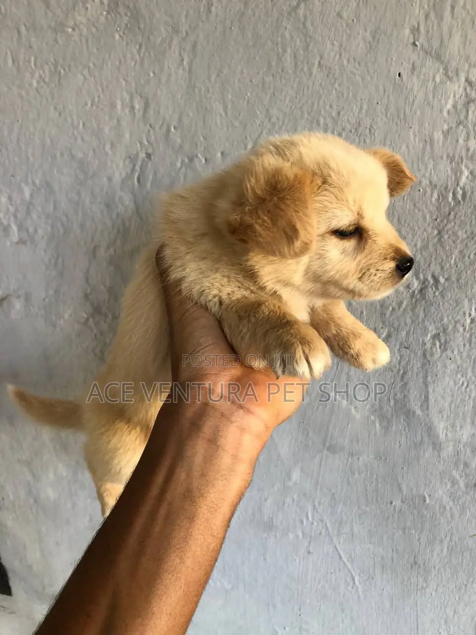 1-3 months Male Purebred Pomeranian
