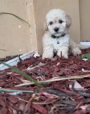 1-3 months Male Purebred Maltese