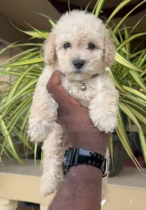 Photo - 1-3 months Male Purebred Maltese