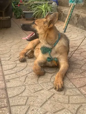3-6 months Male Purebred German Shepherd