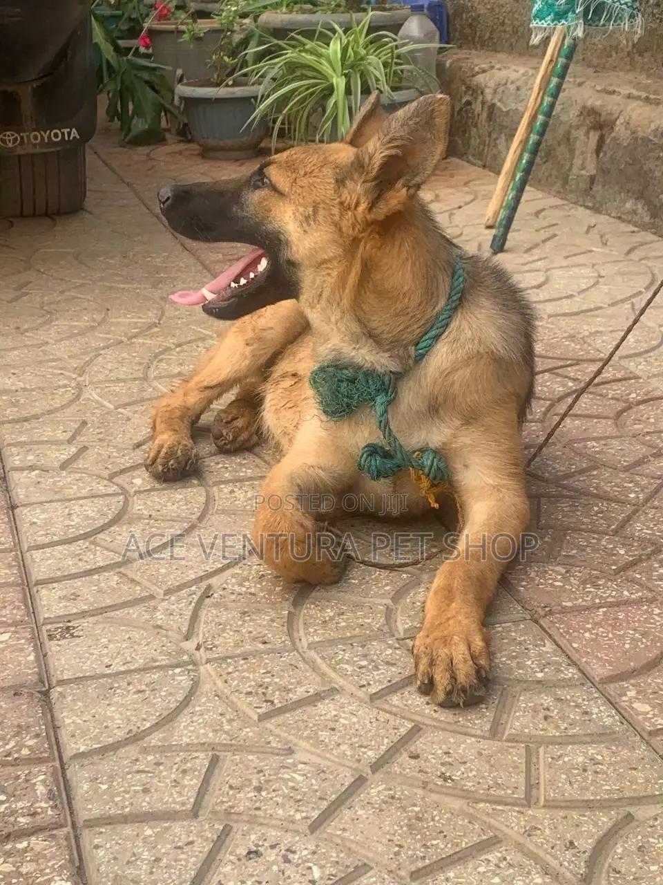 3-6 months Male Purebred German Shepherd