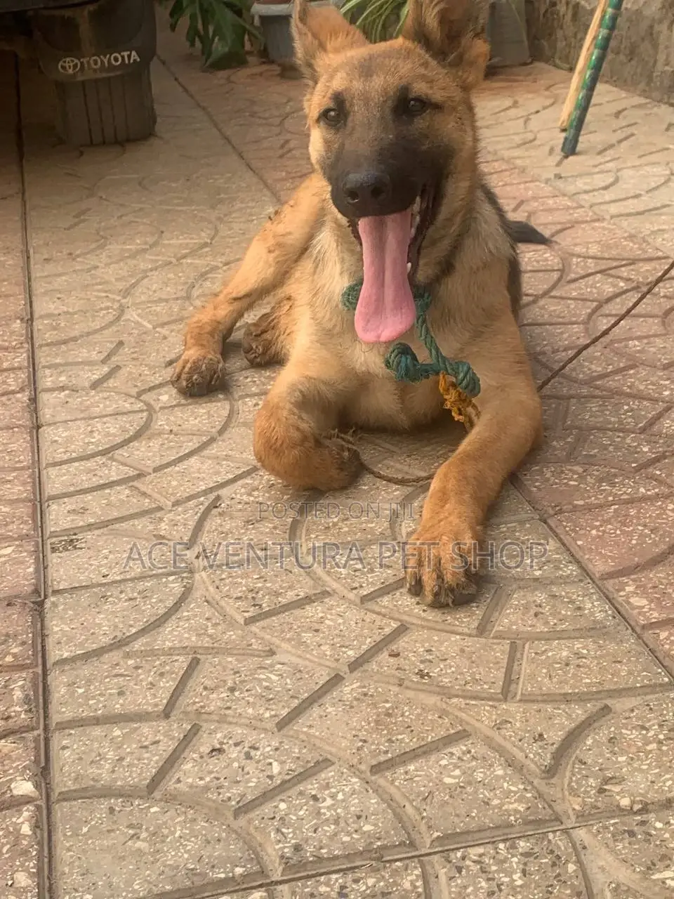 3-6 months Male Purebred German Shepherd