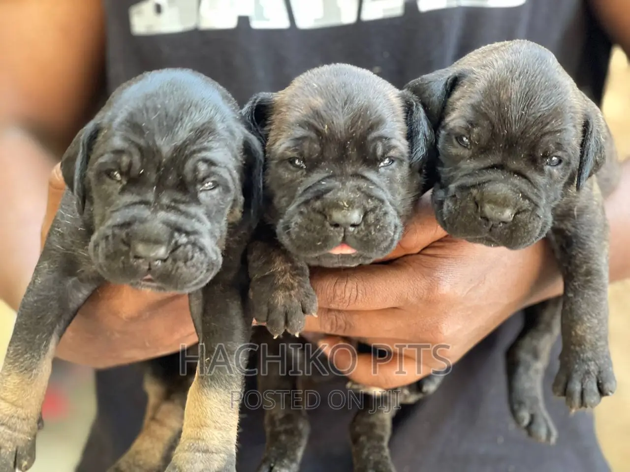 1-3 months Male Purebred Bullmastiff