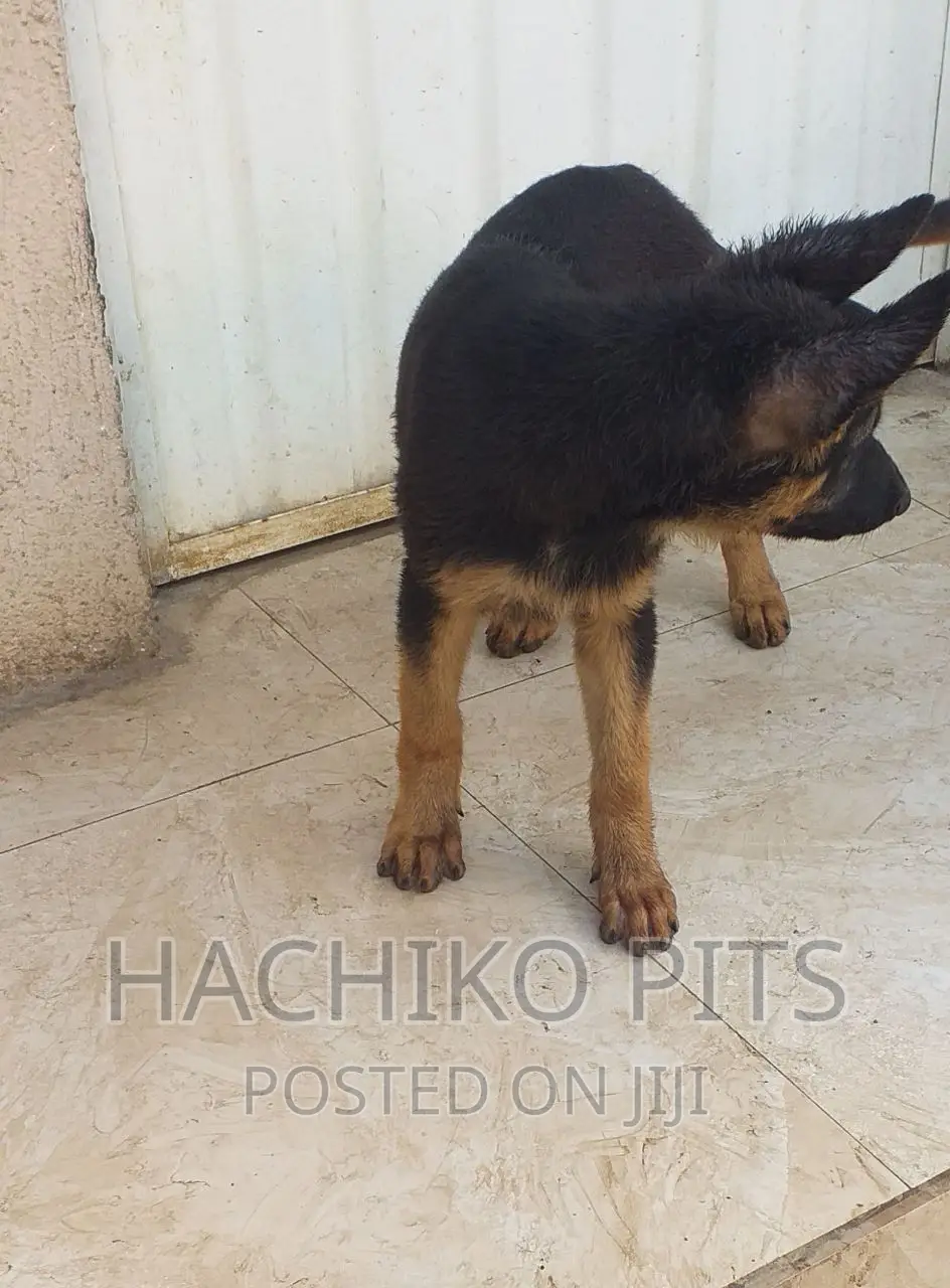 3-6 months Male Purebred German Shepherd