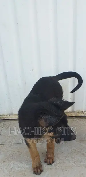 Photo - 3-6 months Male Purebred German Shepherd