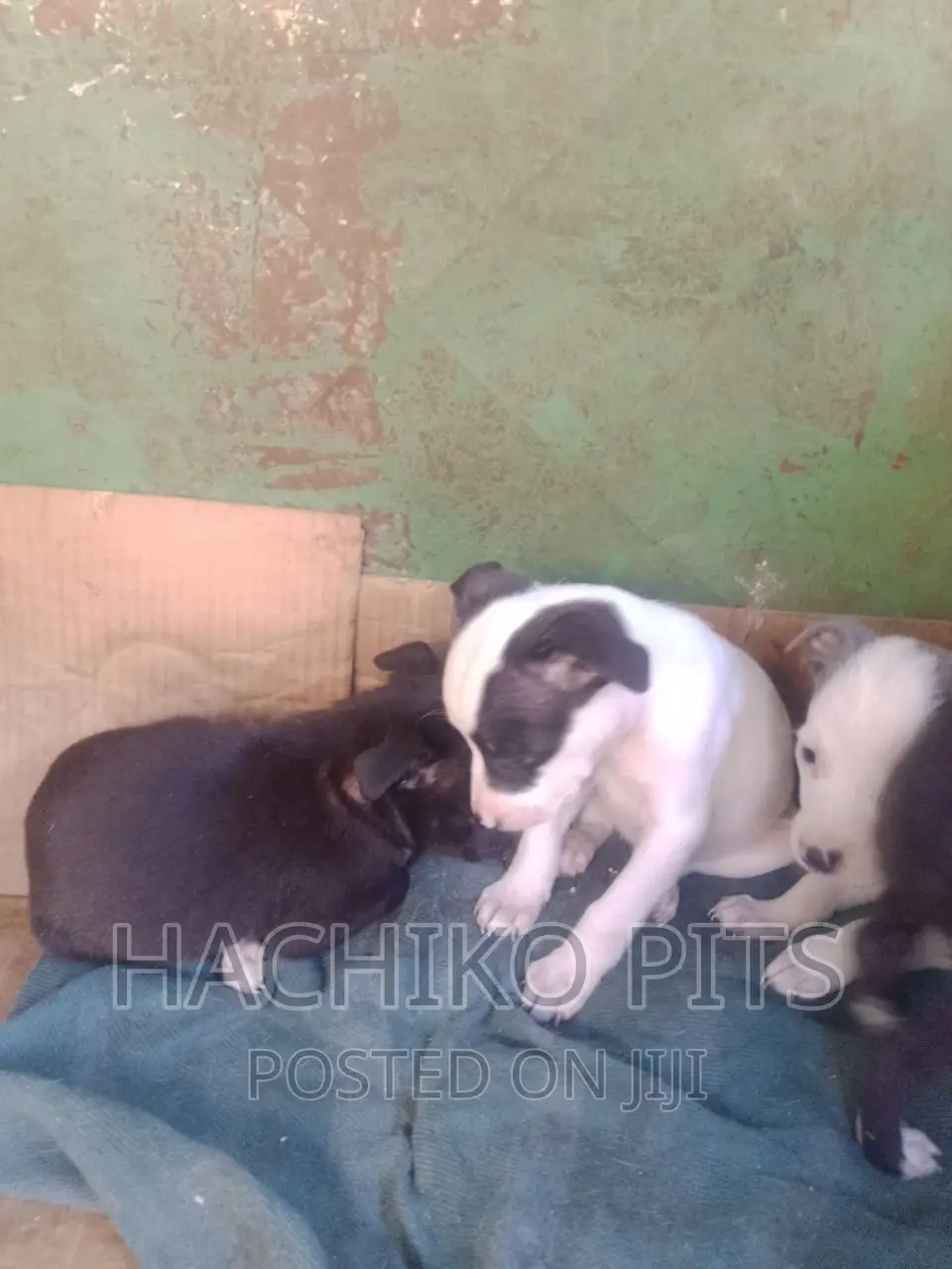 1-3 months Male Purebred American Pit Bull Terrier