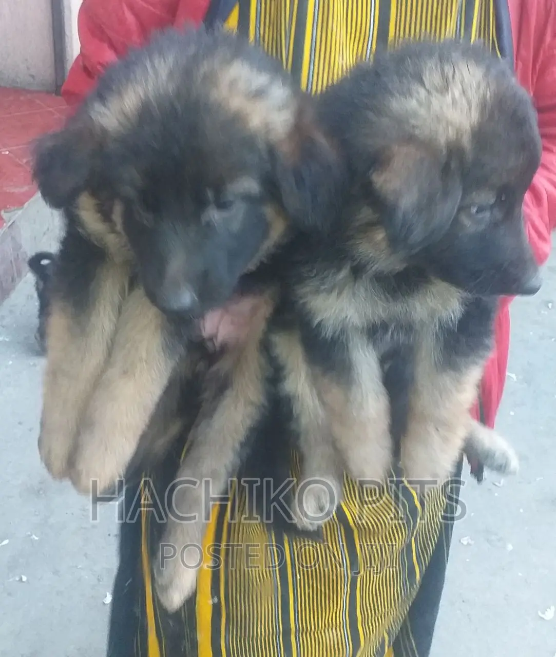 1-3 months Male Purebred German Shepherd