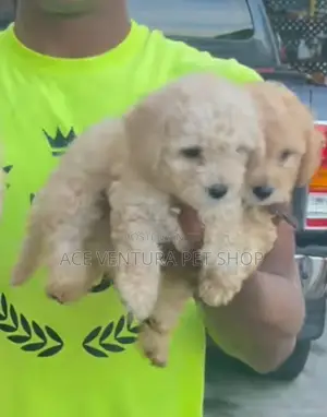 1-3 months Male Purebred Maltese