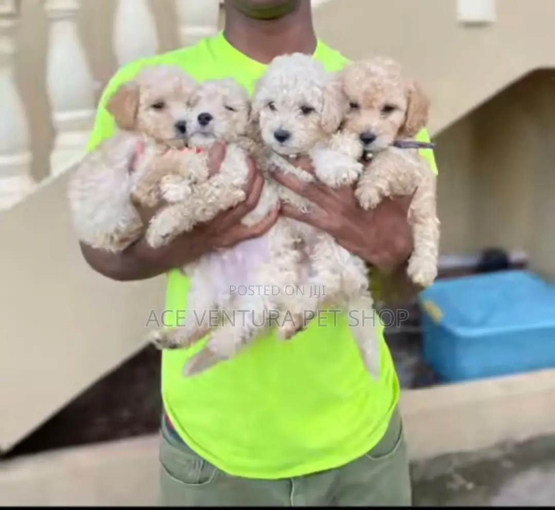 1-3 months Male Purebred Maltese