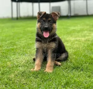 Photo - 1-3 months Male Purebred German Shepherd