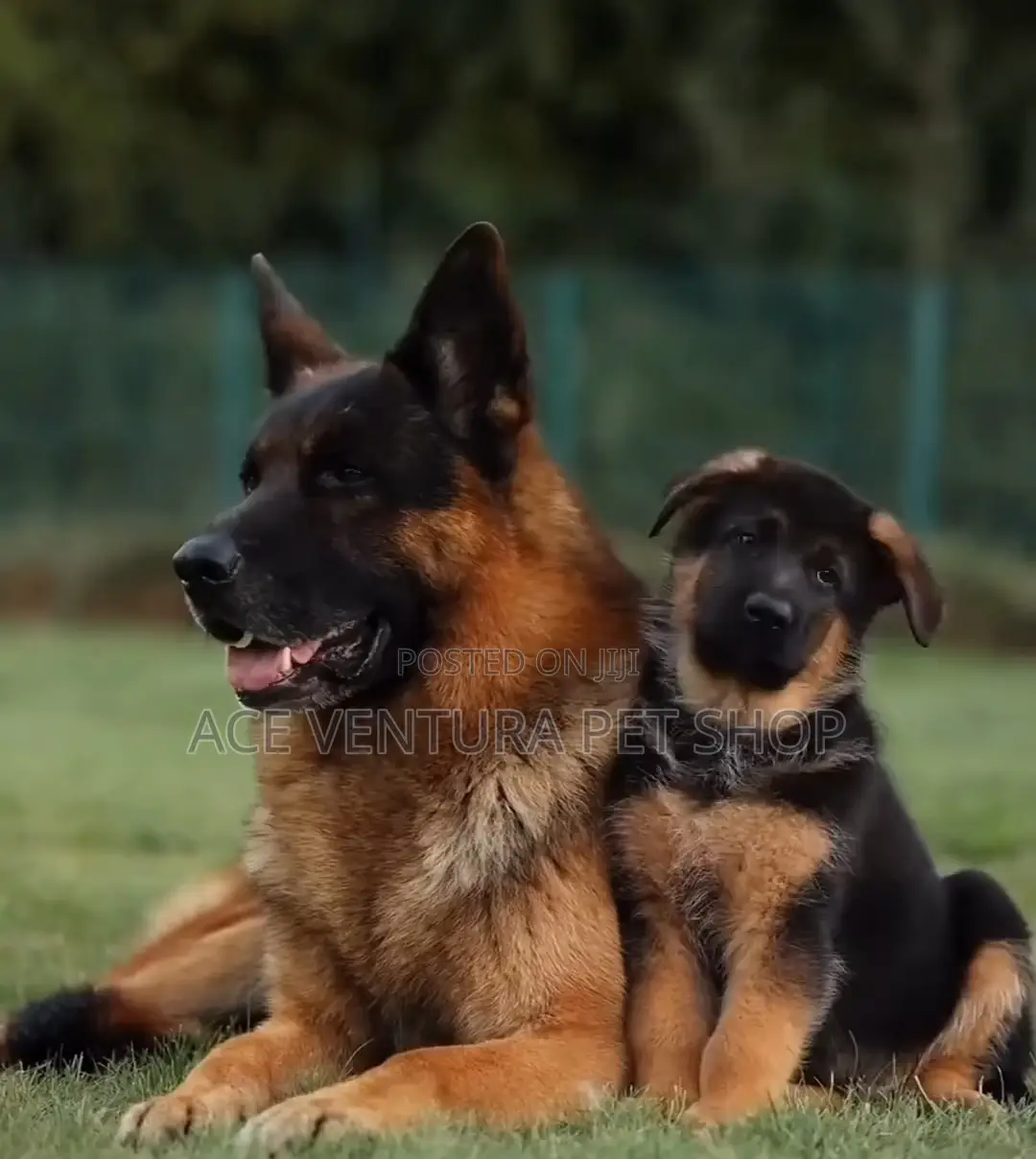 1-3 months Male Purebred German Shepherd