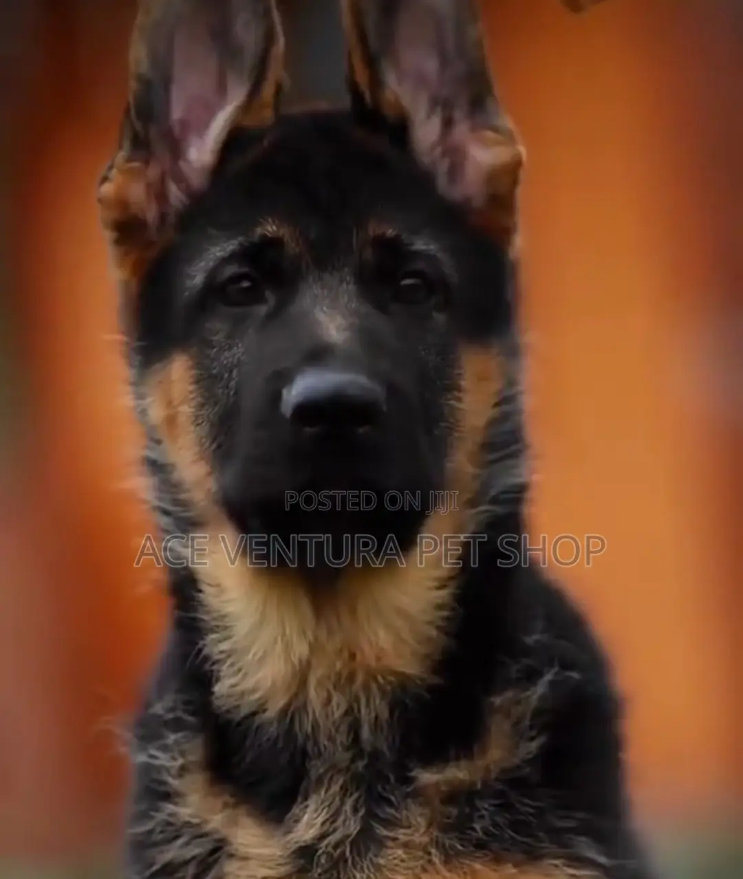 1-3 months Male Purebred German Shepherd