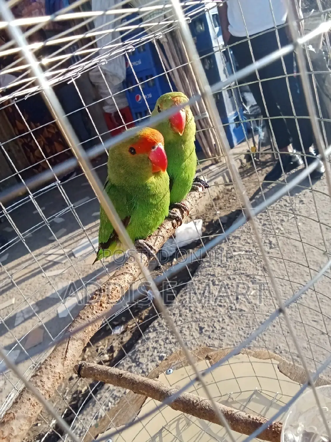Abbysinian Parrots